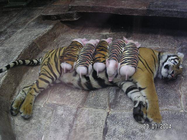 Tigres e Porkinhos (1)